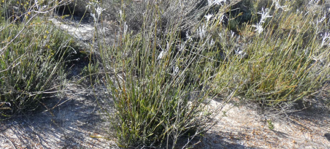 Dall''Australia (WA): Conospermum crassinervium (Proteaceae)