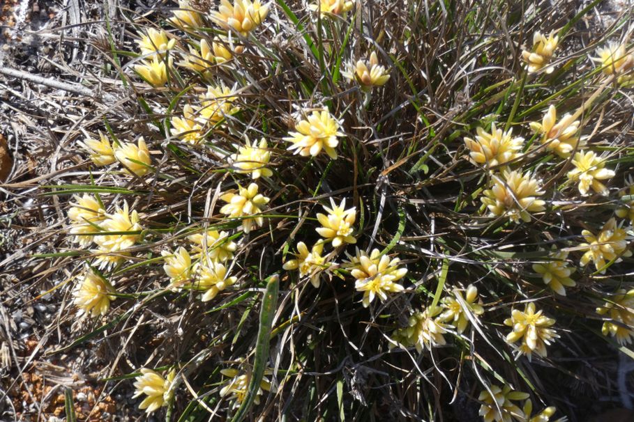 Dall''Australia (WA): Conostylis aculeata (Haemodoraceae)