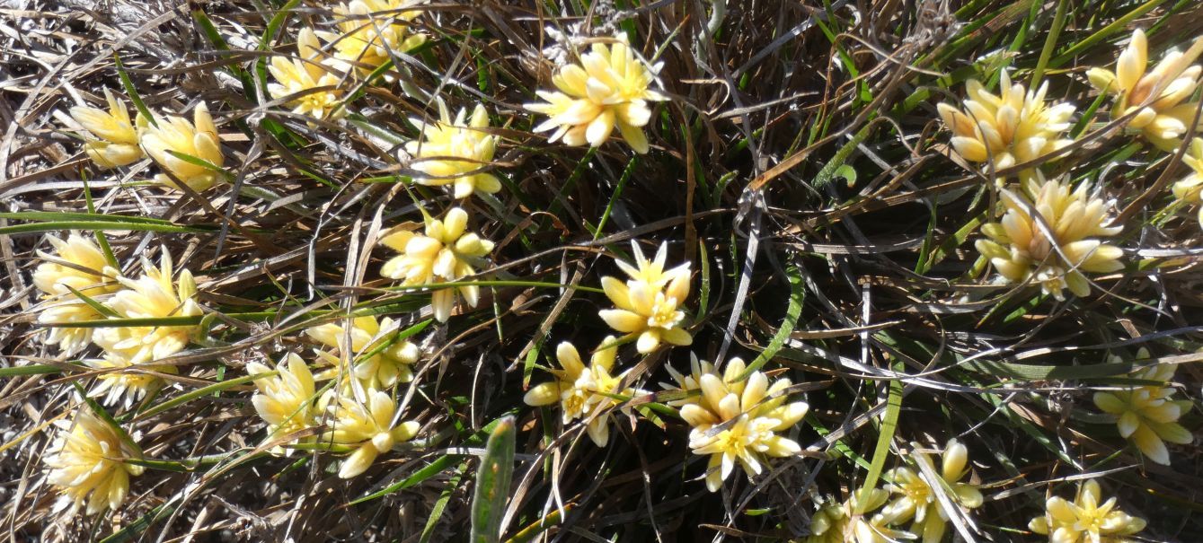 Dall''Australia (WA): Conostylis aculeata (Haemodoraceae)