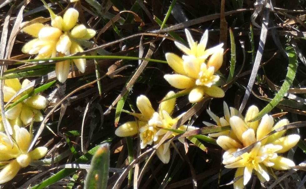 Dall''Australia (WA): Conostylis aculeata (Haemodoraceae)