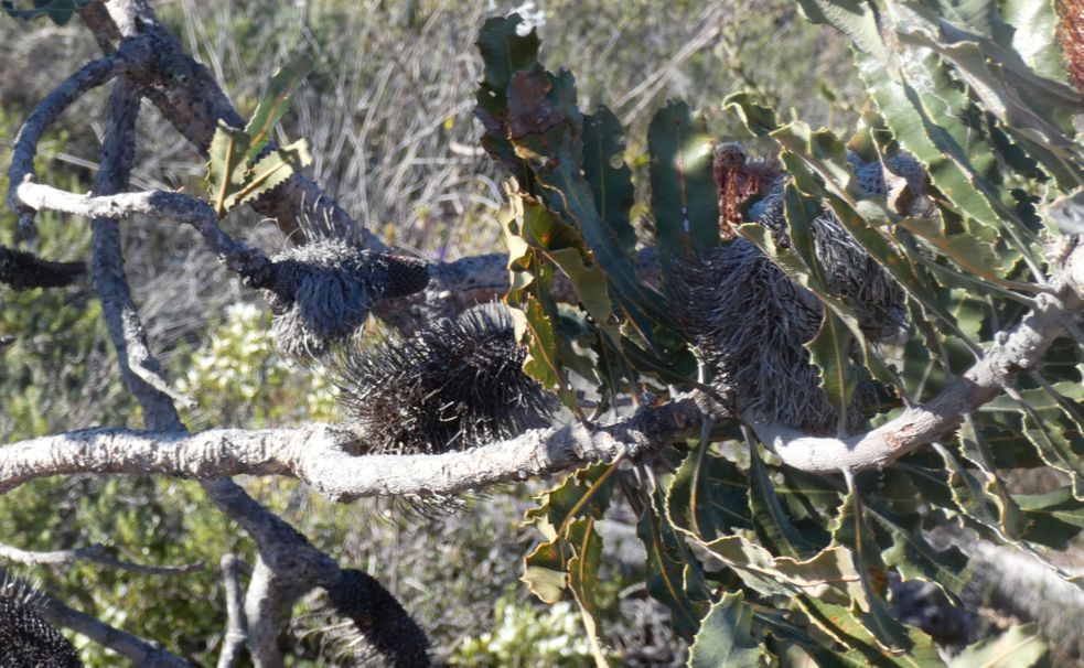 Dall''Australia (WA): Banksia menziesii (Proteaceae)