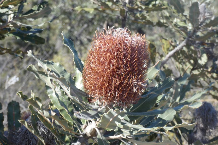 Dall''Australia (WA): Banksia menziesii (Proteaceae)