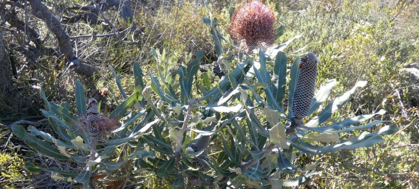 Dall''Australia (WA): Banksia menziesii (Proteaceae)