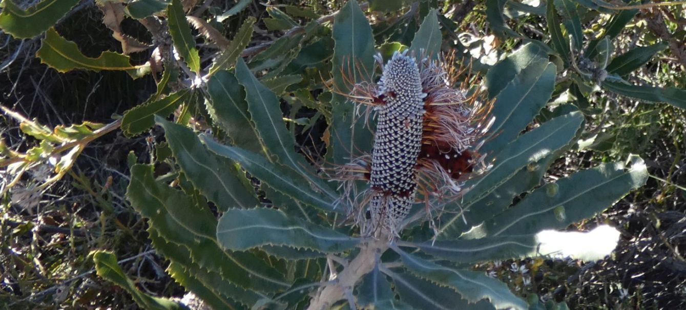 Dall''Australia (WA): Banksia menziesii (Proteaceae)