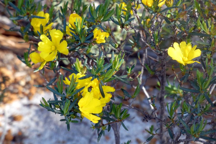 Dall''Australia (WA): Hibbertia sp. (Dilleniaceae)