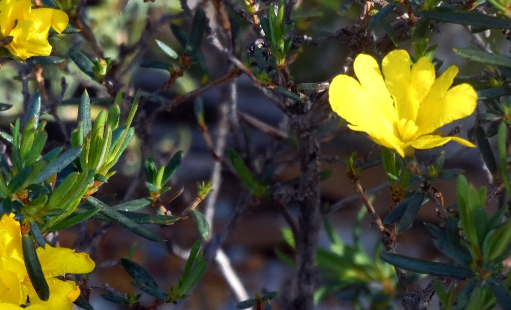 Dall''Australia (WA): Hibbertia sp. (Dilleniaceae)