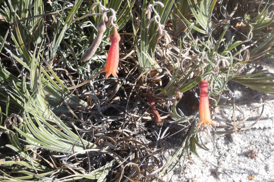 Dall''Australia (WA): Blancoa canescens (Haemodoraceae)