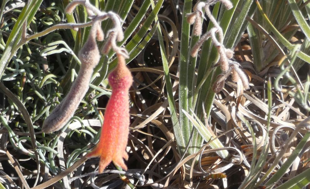 Dall''Australia (WA): Blancoa canescens (Haemodoraceae)