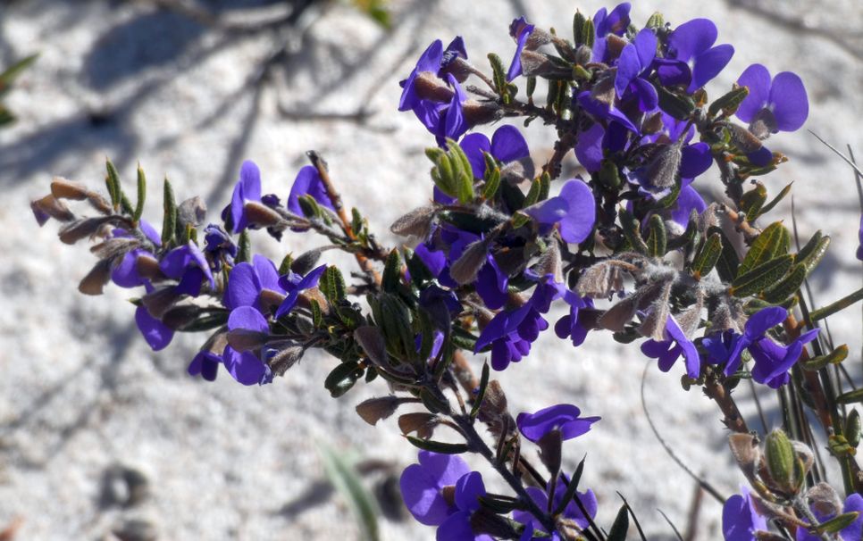 Dall''Australia (WA): Hovoea stricta e H. pungens (Fabaceae)