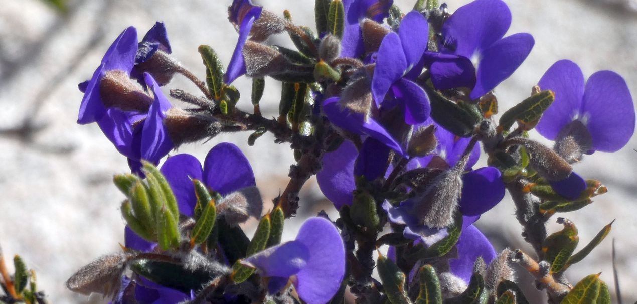 Dall''Australia (WA): Hovoea stricta e H. pungens (Fabaceae)