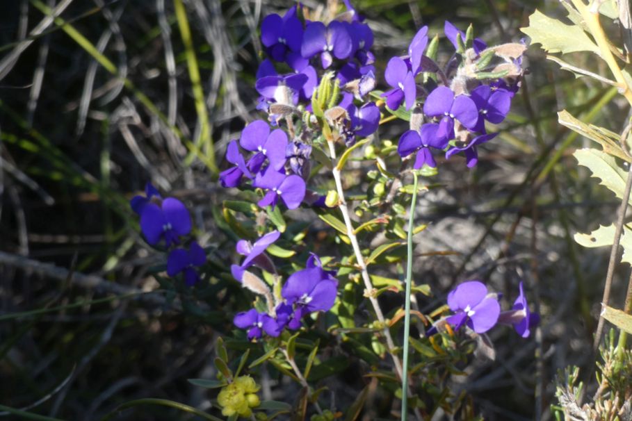 Dall''Australia (WA): Hovoea stricta e H. pungens (Fabaceae)