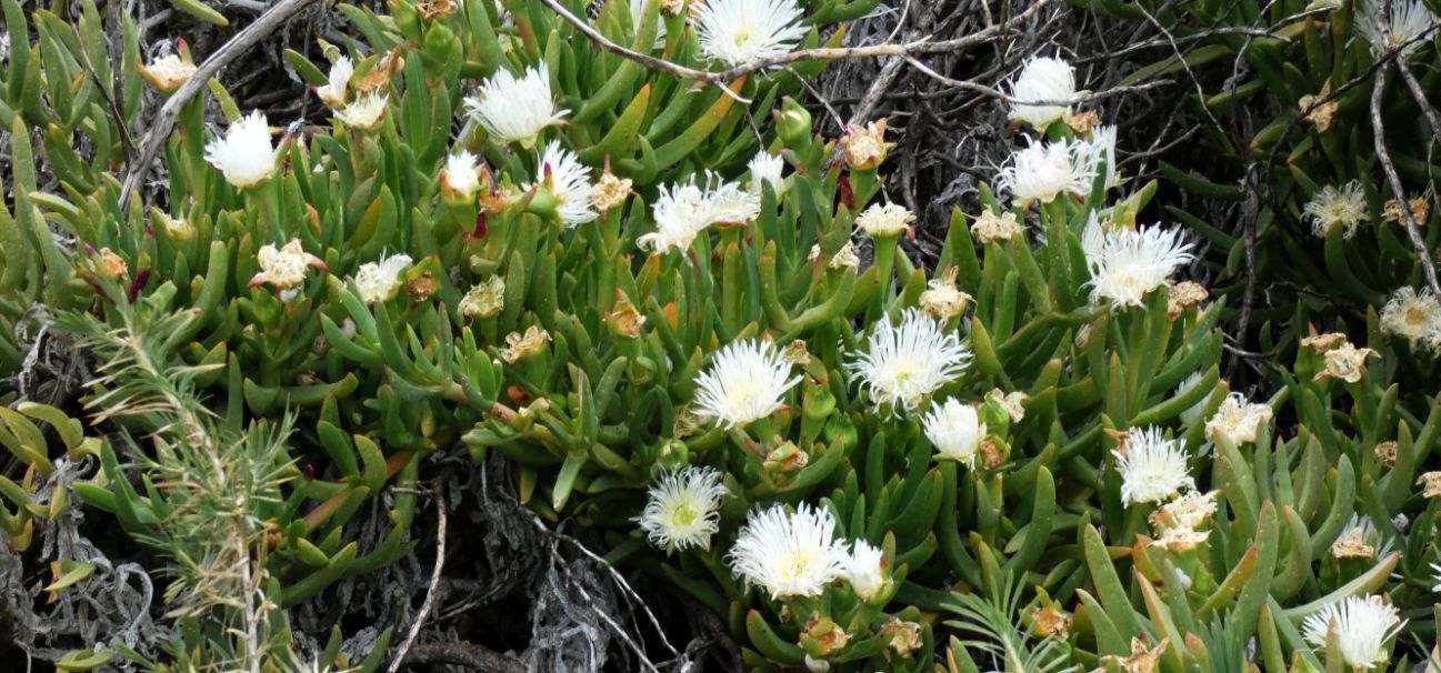 Dall''Australia (WA): Carpobrotus edulis (Aizoaceae)