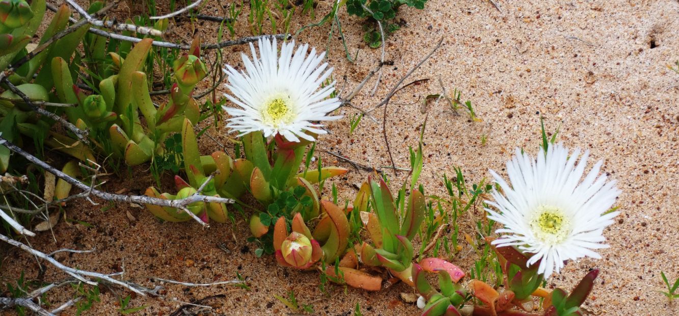 Dall''Australia (WA): Carpobrotus edulis (Aizoaceae)