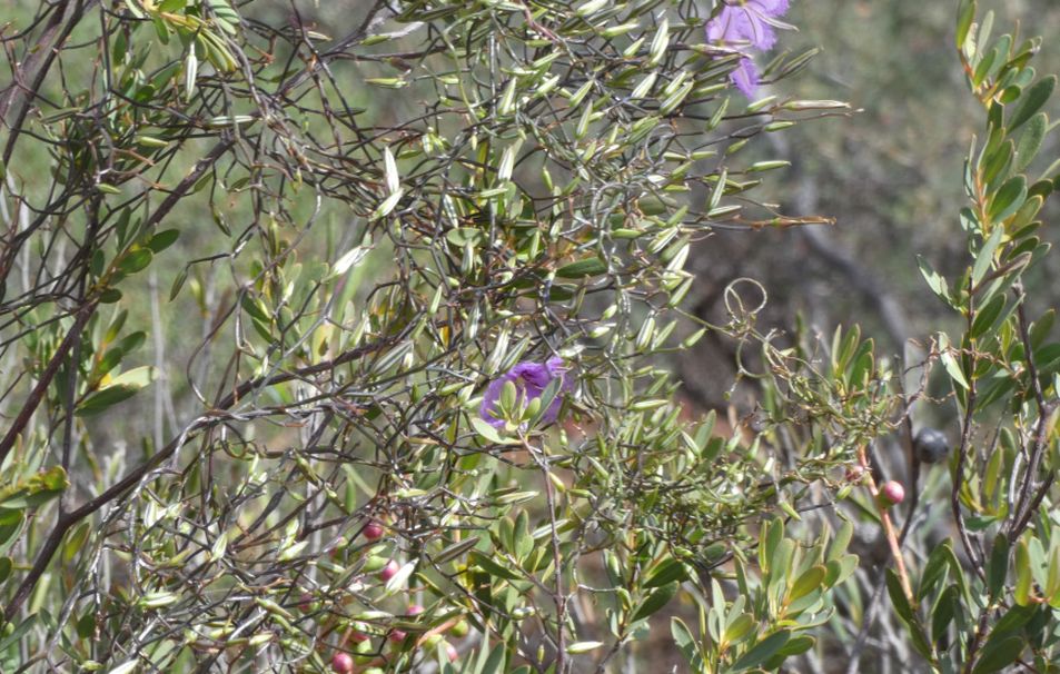 Dall''Australia (WA): Thysanotus sp. (Asparagaceae)