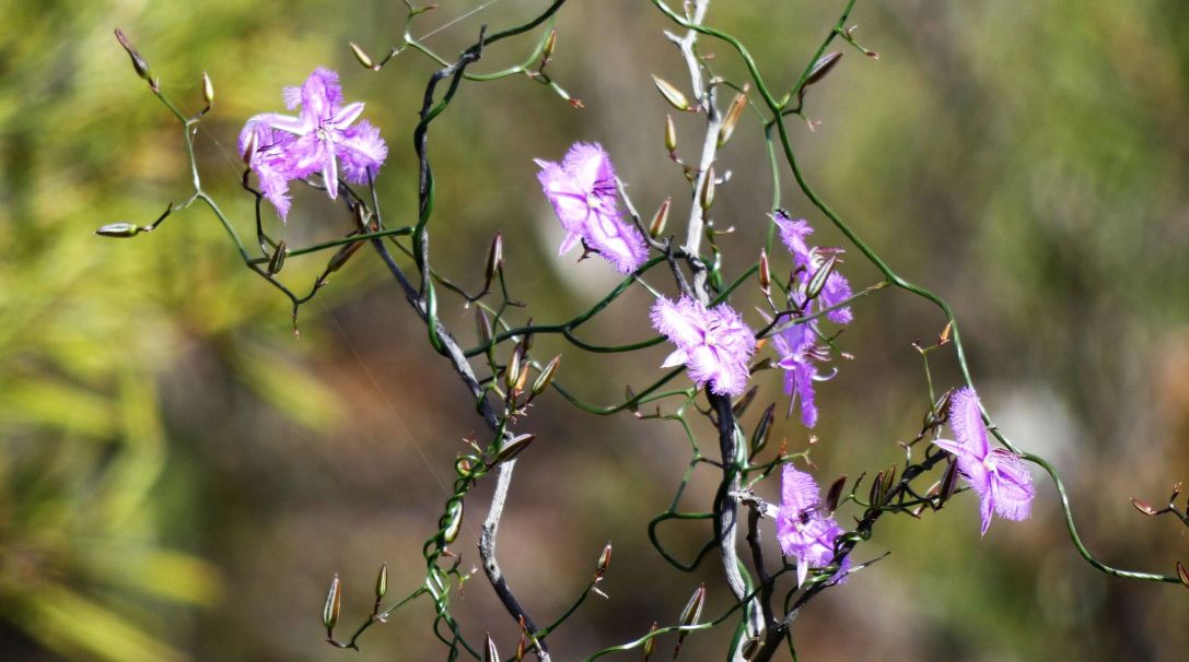 Dall''Australia (WA): Thysanotus sp. (Asparagaceae)