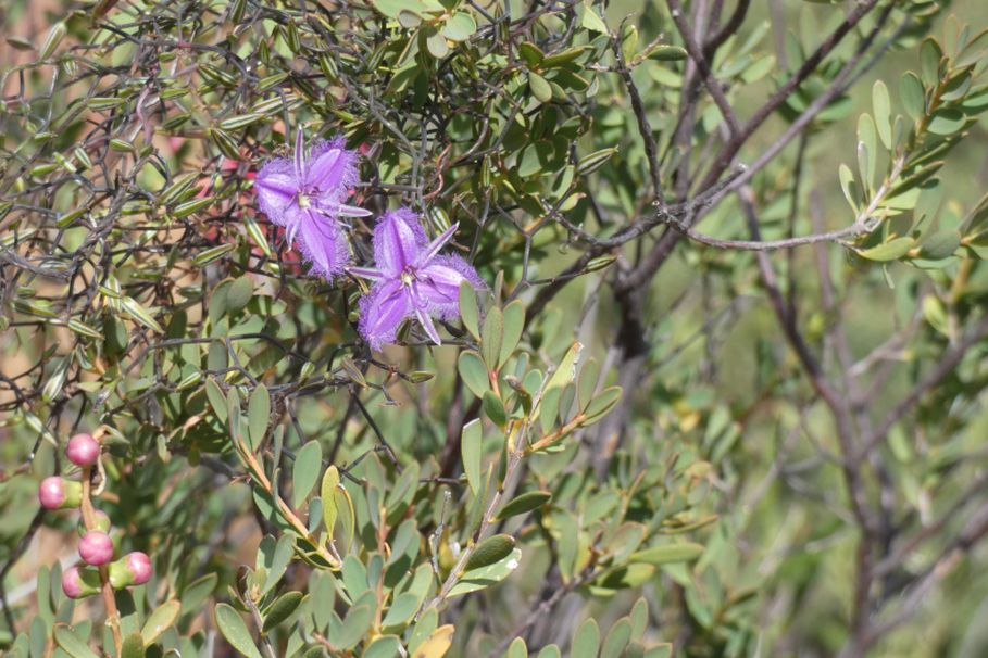 Dall''Australia (WA): Thysanotus sp. (Asparagaceae)