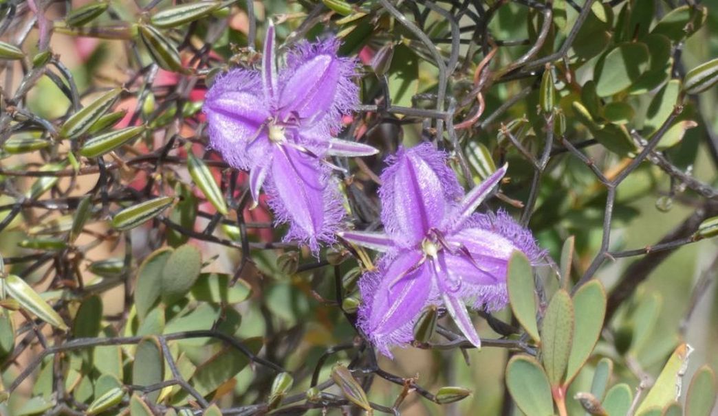 Dall''Australia (WA): Thysanotus sp. (Asparagaceae)