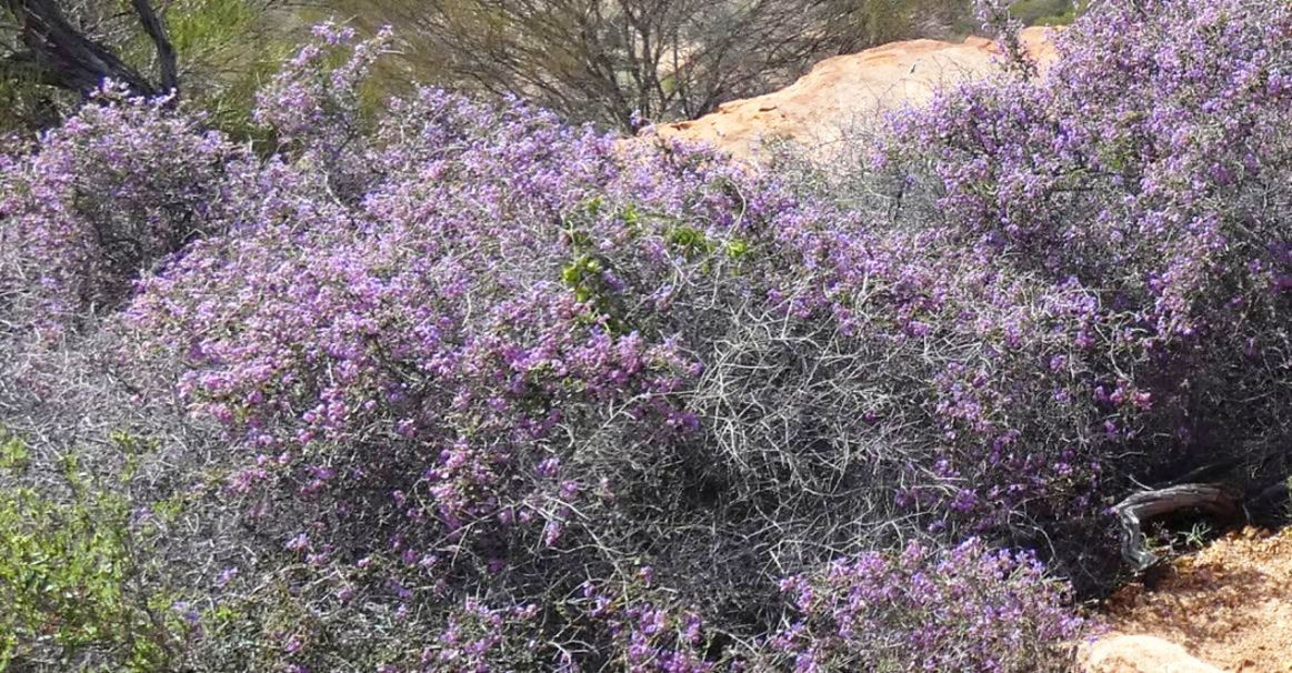 Dall''Australia (WA):  Seringia hermanniifolia (Malvaceae)