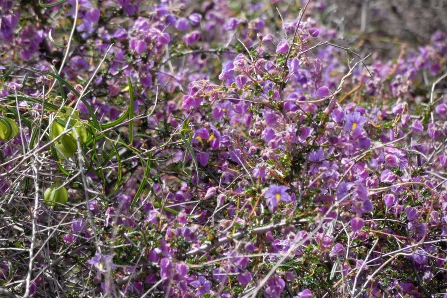 Dall''Australia (WA):  Seringia hermanniifolia (Malvaceae)