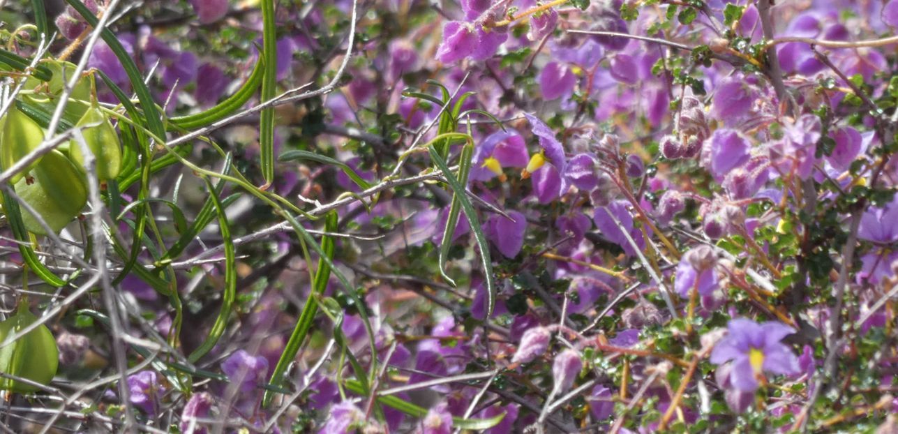 Dall''Australia (WA):  Seringia hermanniifolia (Malvaceae)