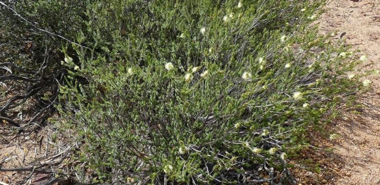 Dall''Australia (WA): Melaleuca cfr. huttensis (Myrtaceae)