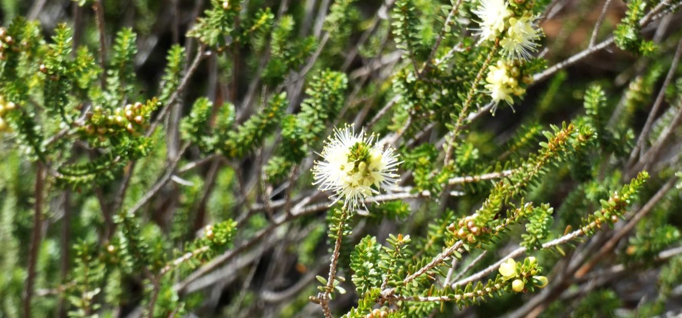 Dall''Australia (WA): Melaleuca cfr. huttensis (Myrtaceae)