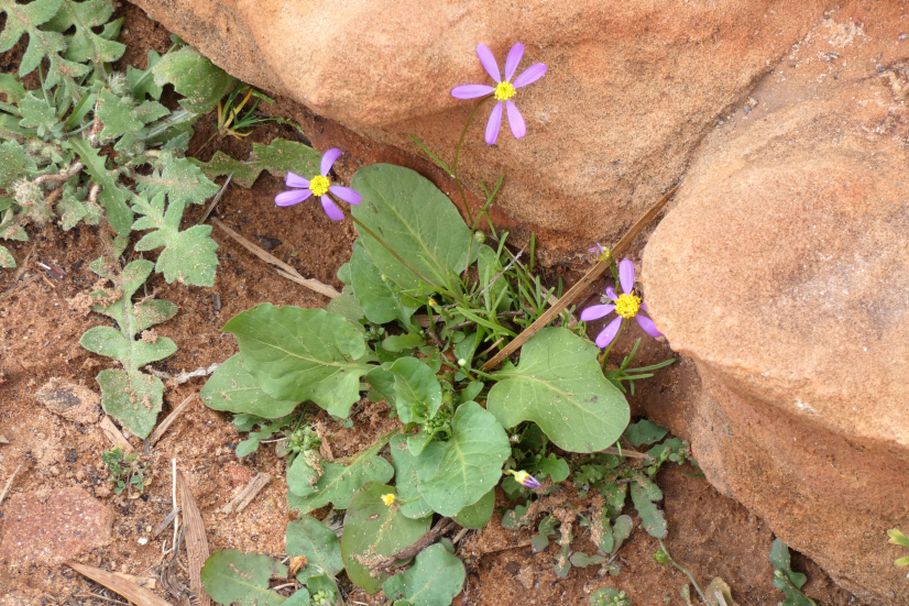 Dall''Australia (WA): Roebuckiella ciliocarpa (Asteraceae)