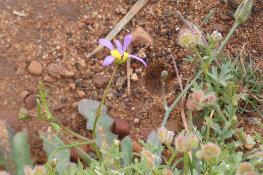Dall''Australia (WA): Roebuckiella ciliocarpa (Asteraceae)