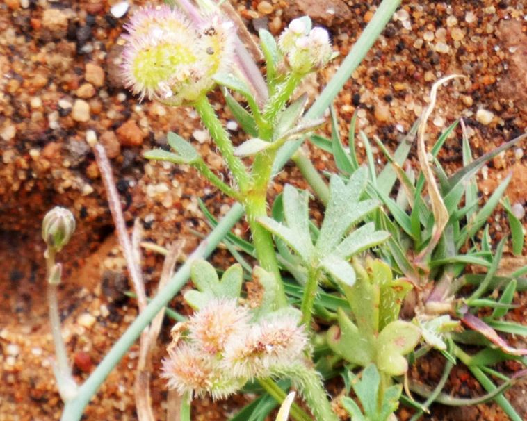 Dall''Australia (WA): Trachymene pilosa (Araliaceae)