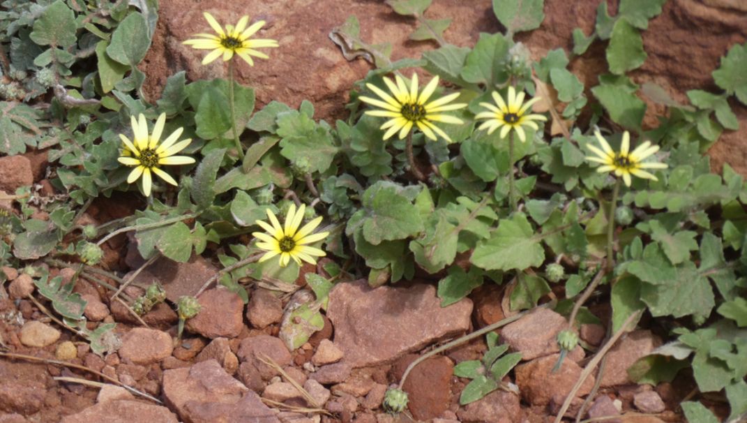 Dall''Australia (WA): Arctotheca calendula (Asteraceae)