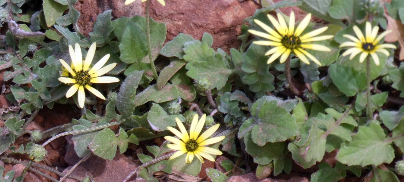 Dall''Australia (WA): Arctotheca calendula (Asteraceae)