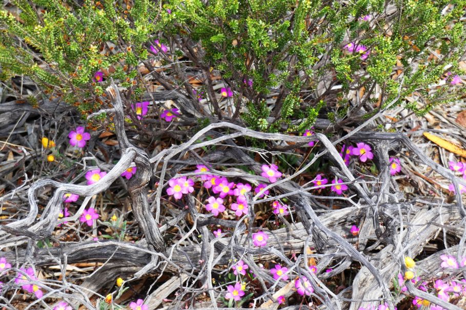 Dall''Australia (WA): Calandrinia sp. (Portulacaceae)