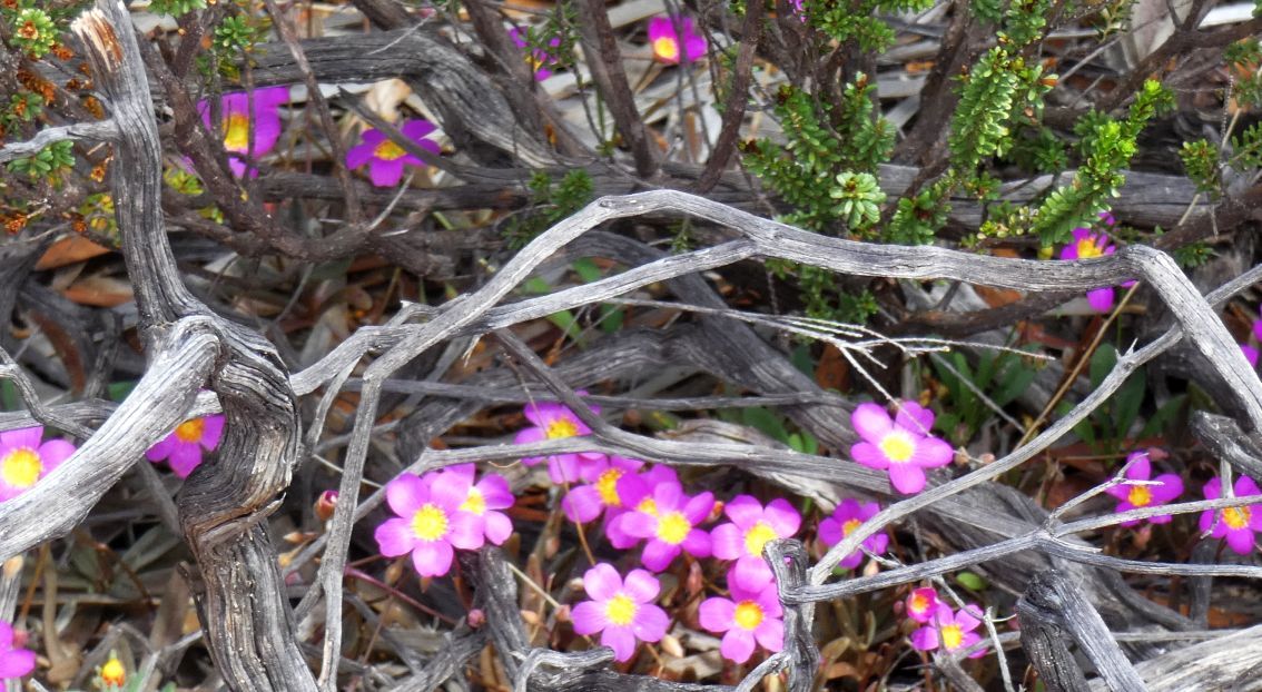 Dall''Australia (WA): Calandrinia sp. (Portulacaceae)