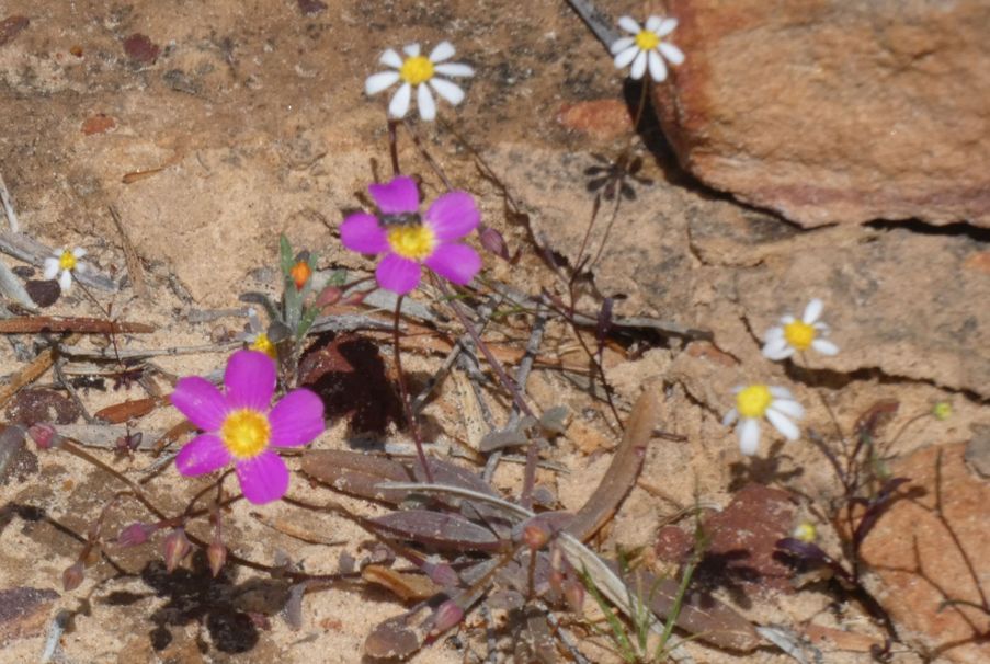 Dall''Australia (WA): Calandrinia sp. (Portulacaceae)