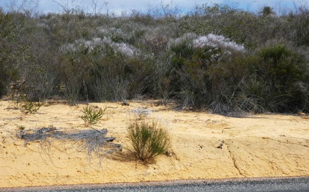 Dall''Australia (WA):Conospermum cfr. stoechadis (Proteaceae)