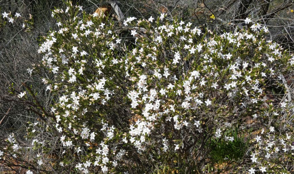Dall''Australia (WA):  Philotheca sericea (Rutaceae)