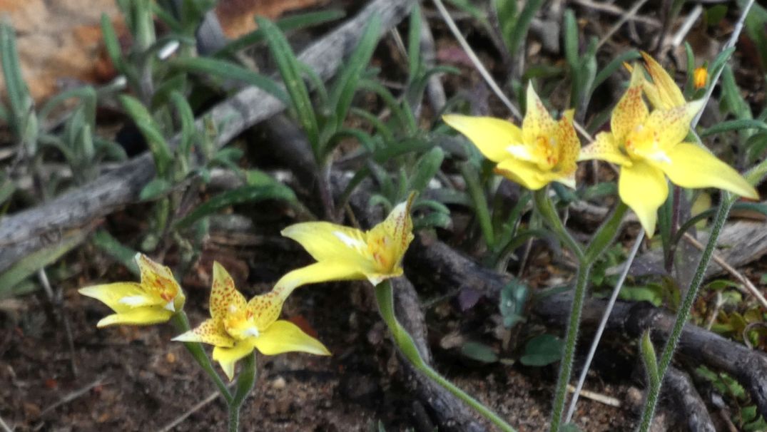 Dall''Australia (WA):  Caladenia flava (Orchidaceae)