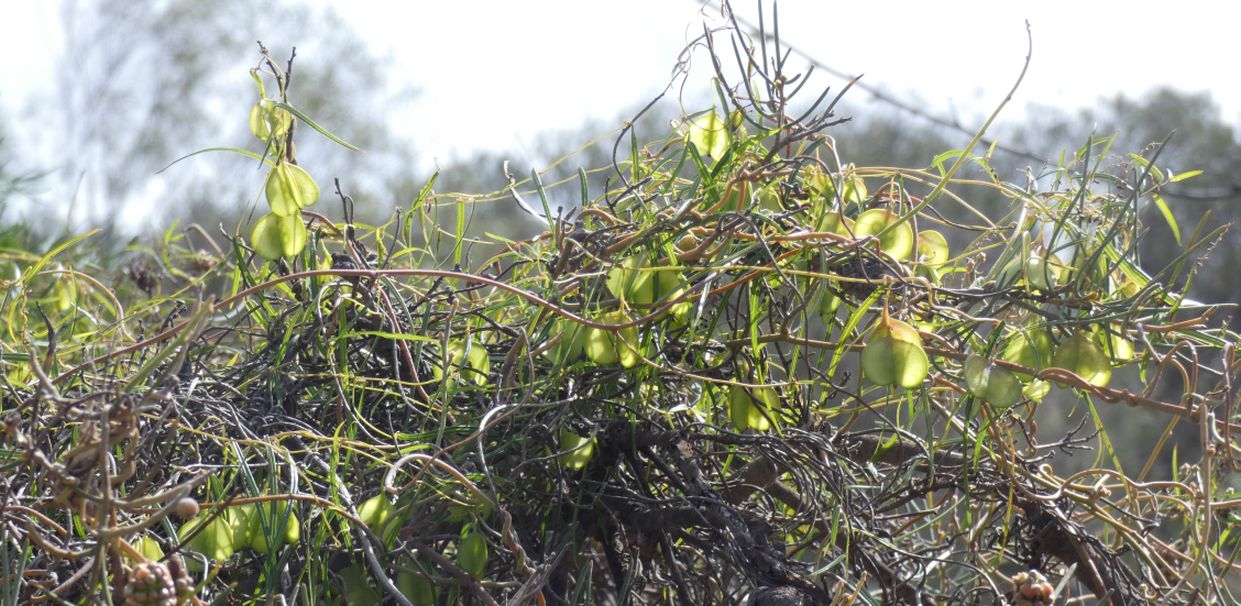 Dall''Australia (WA): Dioscorea hastifolia  (Dioscoreaceae)