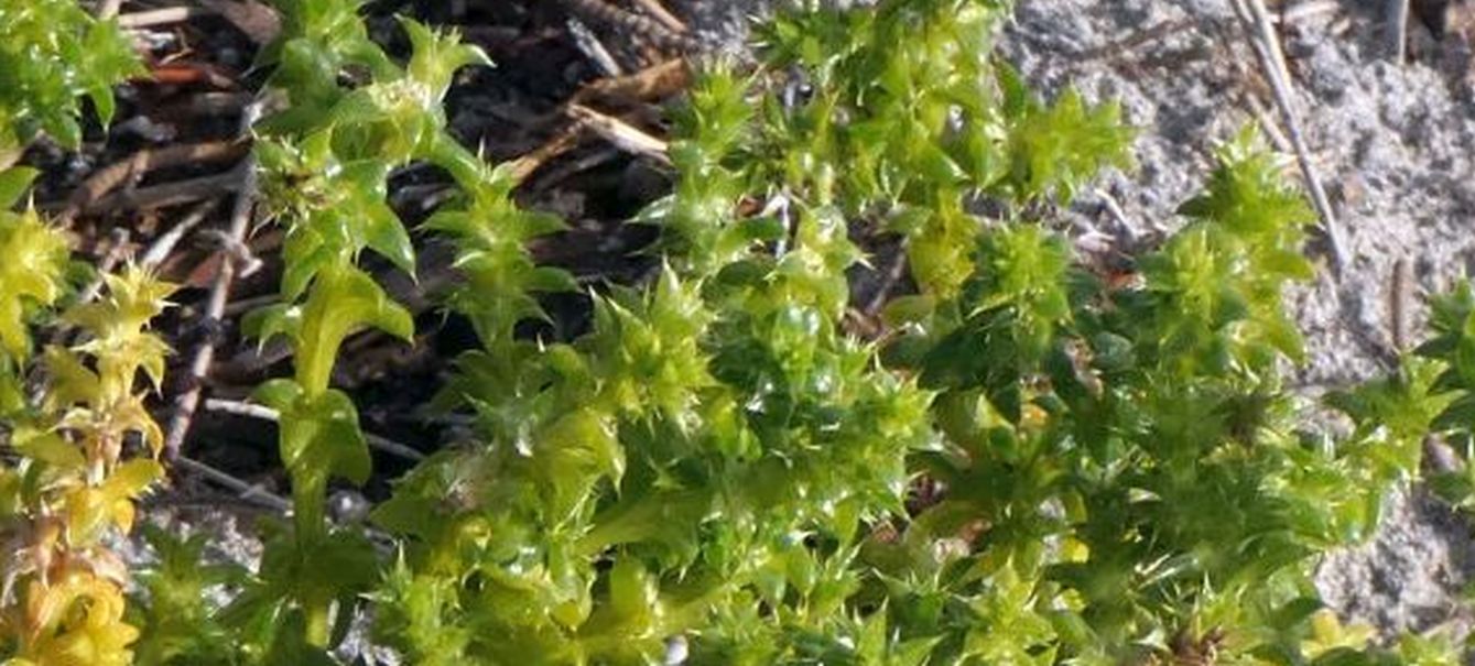 Dall''Australia (WA):  Salsola australis (Chenopodiaceae)