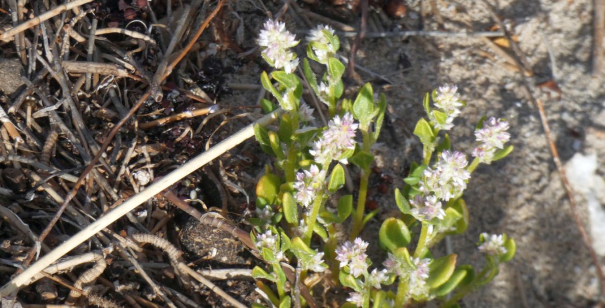 Dall''Australia (WA):  Ptilotus villosiflorus (Amaranthaceae)