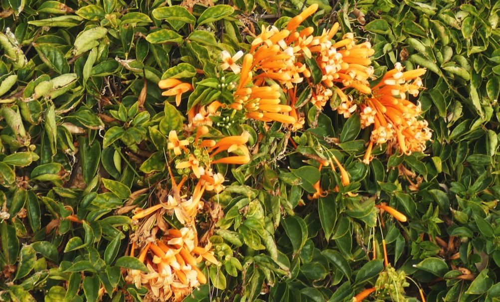 Dall''Australia (WA):  Pyrostegia venusta (Bignoniaceae)
