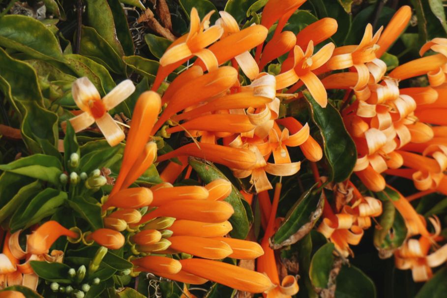 Dall''Australia (WA):  Pyrostegia venusta (Bignoniaceae)