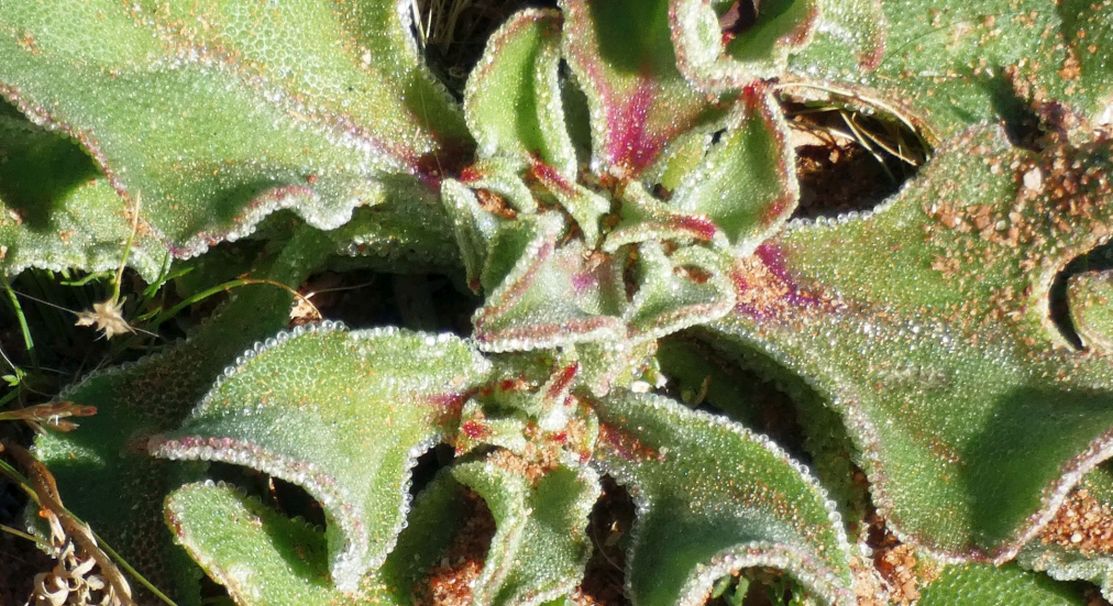 Dall''Australia(WA):Mesembryanthemum crystallinum (Aizoaceae)