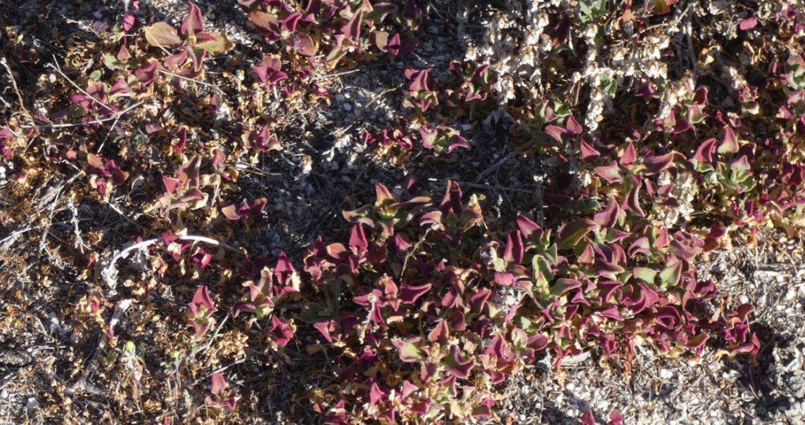 Dall''Australia(WA):Mesembryanthemum crystallinum (Aizoaceae)