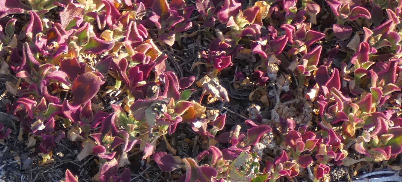 Dall''Australia(WA):Mesembryanthemum crystallinum (Aizoaceae)