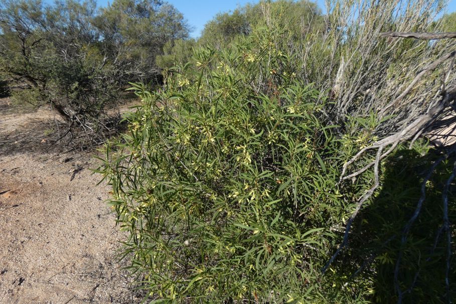 Dall''Australia (WA): Eremophila oldfieldii(Scrophulariaceae)