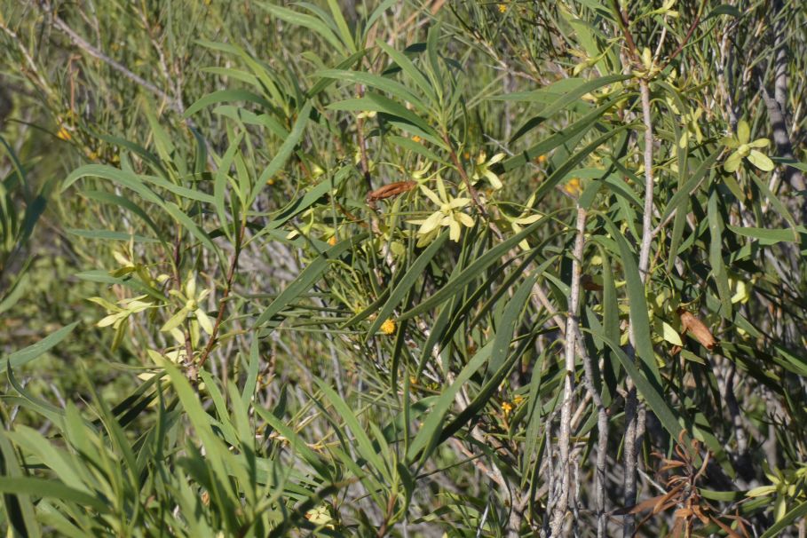 Dall''Australia (WA): Eremophila oldfieldii(Scrophulariaceae)