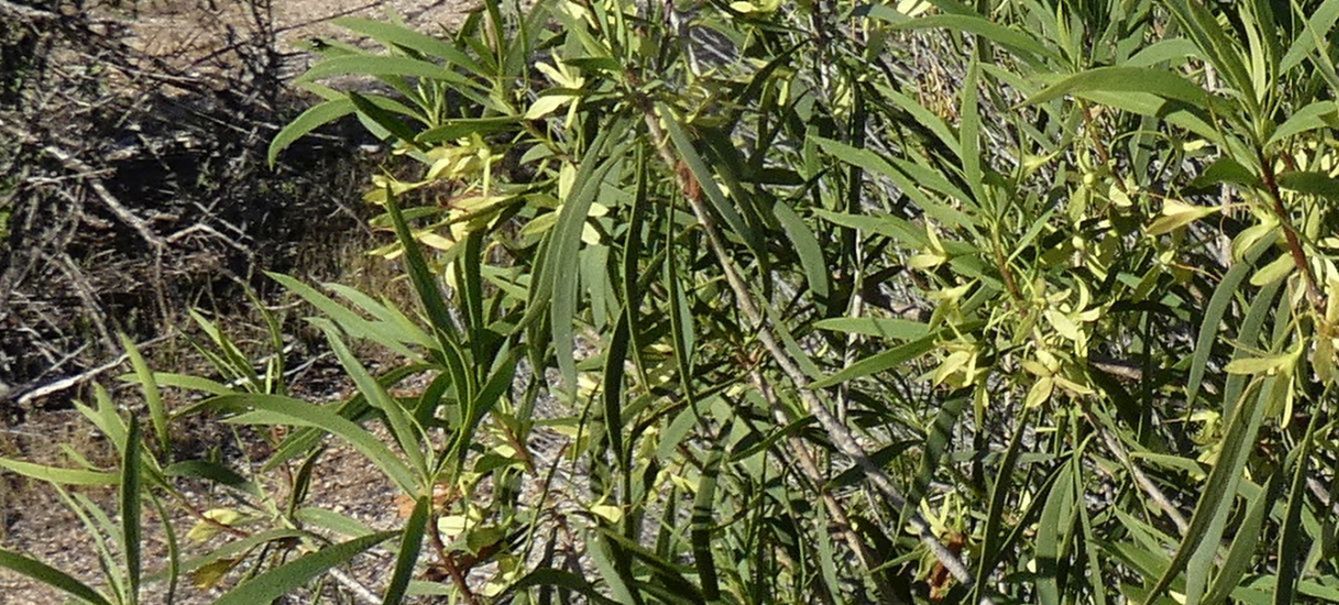 Dall''Australia (WA): Eremophila oldfieldii(Scrophulariaceae)