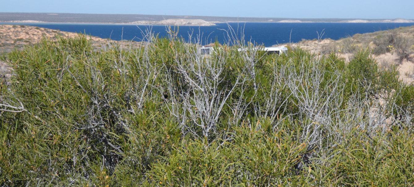 Dall''Australia (WA):  Acacia cfr ligulata (Fabaceae)