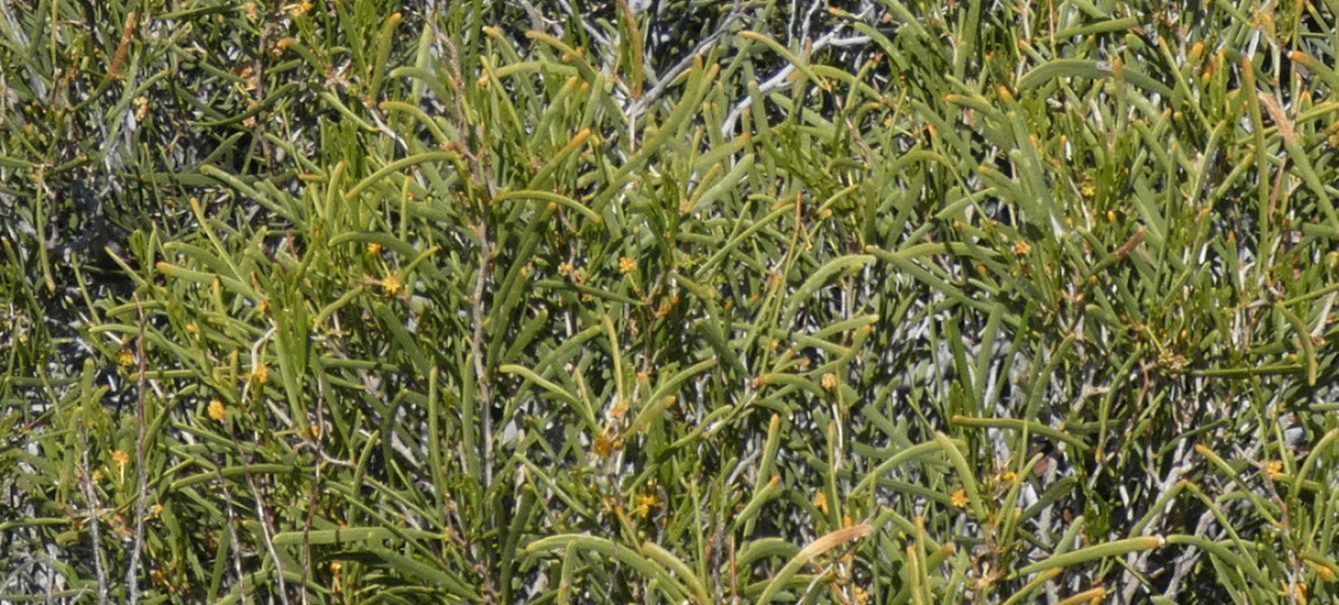 Dall''Australia (WA):  Acacia cfr ligulata (Fabaceae)